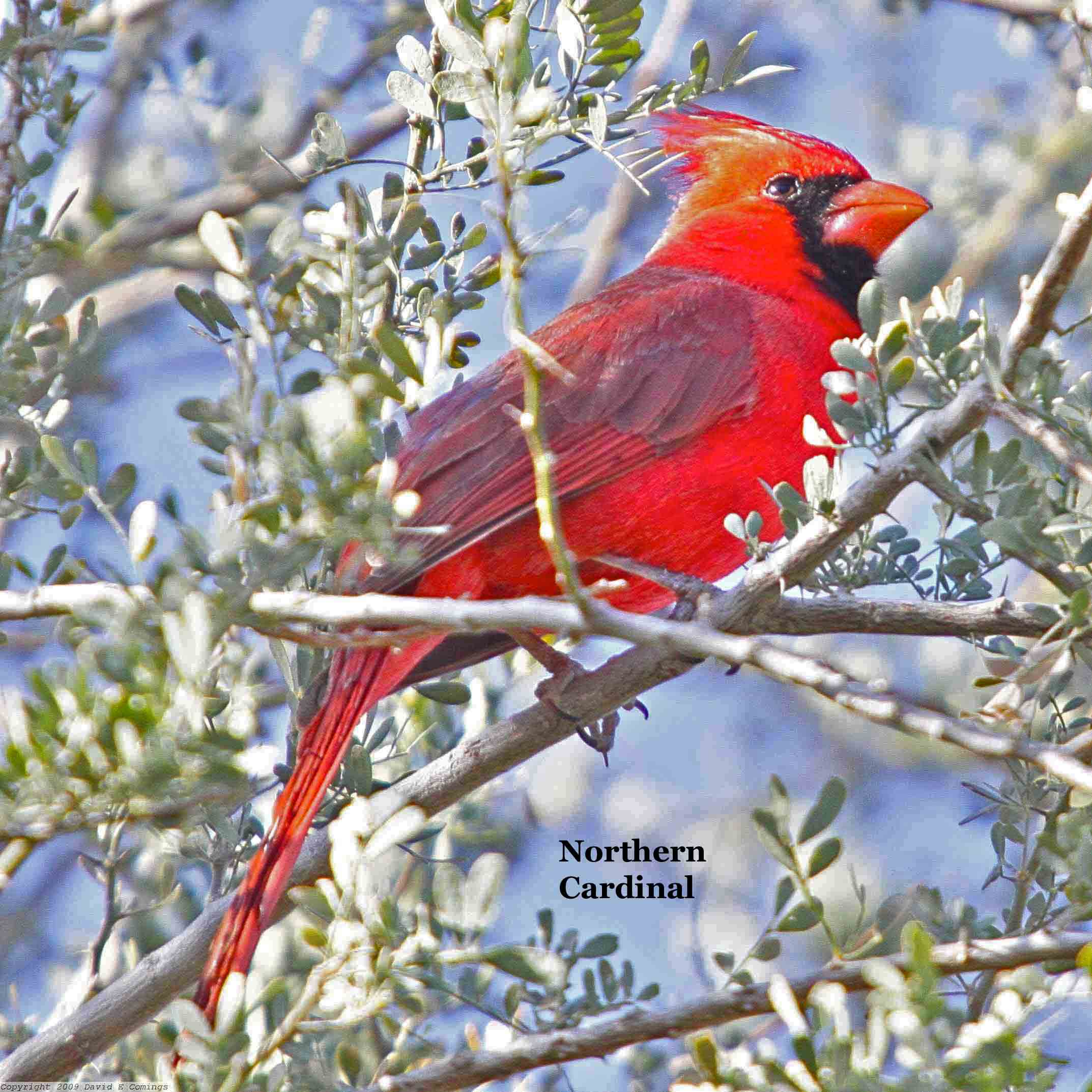Northern Cardinal 6437.jpg